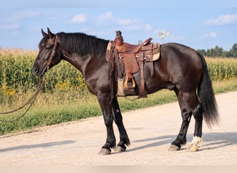 caballo de tiro Mestizo, Caballo castrado, 5 años, Negro