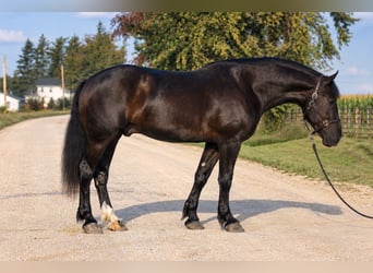 caballo de tiro Mestizo, Caballo castrado, 5 años, Negro