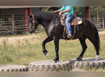 caballo de tiro Mestizo, Caballo castrado, 5 años, Negro