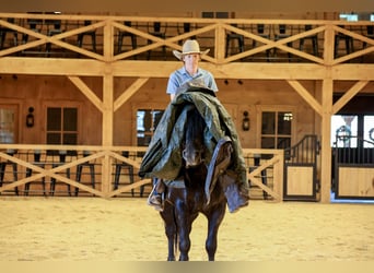 caballo de tiro Mestizo, Caballo castrado, 5 años, Negro