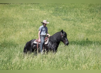 caballo de tiro Mestizo, Caballo castrado, 5 años, Negro