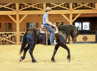 caballo de tiro Mestizo, Caballo castrado, 5 años, Negro