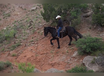 caballo de tiro, Caballo castrado, 5 años, Negro