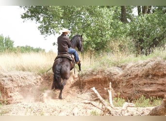 caballo de tiro, Caballo castrado, 5 años, Negro