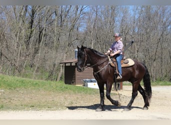 caballo de tiro, Caballo castrado, 5 años, Negro