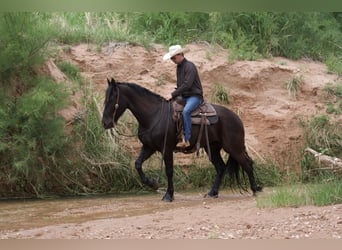 caballo de tiro, Caballo castrado, 5 años, Negro