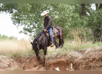 caballo de tiro, Caballo castrado, 5 años, Negro