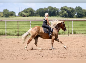caballo de tiro Mestizo, Caballo castrado, 5 años, Palomino