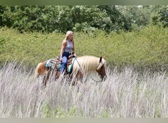 caballo de tiro Mestizo, Caballo castrado, 5 años, Palomino