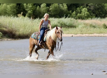 caballo de tiro Mestizo, Caballo castrado, 5 años, Palomino