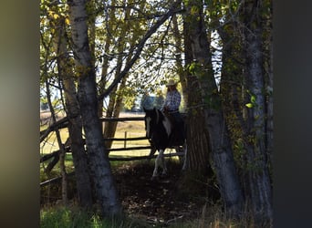caballo de tiro Mestizo, Caballo castrado, 5 años, Pío