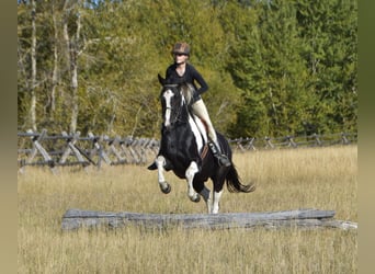caballo de tiro Mestizo, Caballo castrado, 5 años, Pío