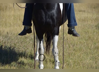 caballo de tiro Mestizo, Caballo castrado, 5 años, Pío