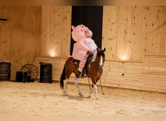 caballo de tiro Mestizo, Caballo castrado, 5 años, Pío