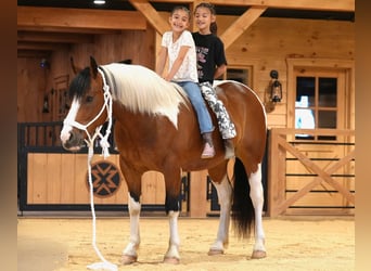 caballo de tiro Mestizo, Caballo castrado, 5 años, Pío