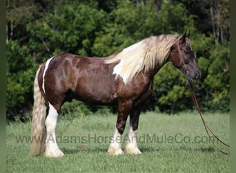 caballo de tiro, Caballo castrado, 5 años