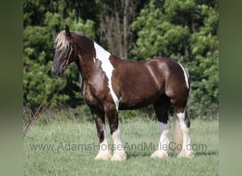 caballo de tiro, Caballo castrado, 5 años