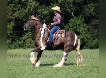 caballo de tiro, Caballo castrado, 5 años