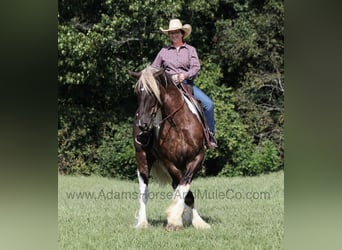 caballo de tiro, Caballo castrado, 5 años