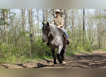 caballo de tiro Mestizo, Caballo castrado, 5 años, Ruano azulado