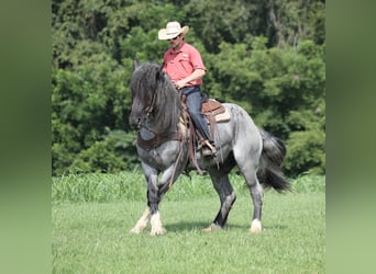 caballo de tiro Mestizo, Caballo castrado, 5 años, Ruano azulado
