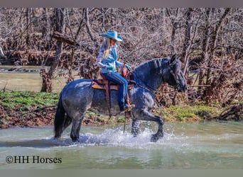 caballo de tiro, Caballo castrado, 5 años, Ruano azulado