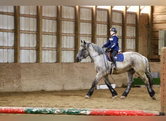 caballo de tiro, Caballo castrado, 5 años, Ruano azulado