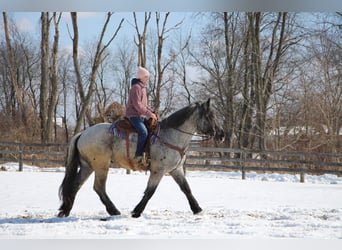 caballo de tiro, Caballo castrado, 5 años, Ruano azulado