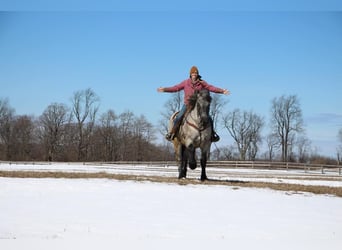 caballo de tiro, Caballo castrado, 5 años, Ruano azulado