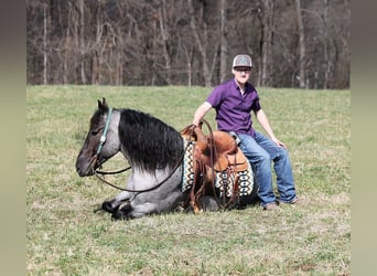 caballo de tiro, Caballo castrado, 5 años, Ruano azulado