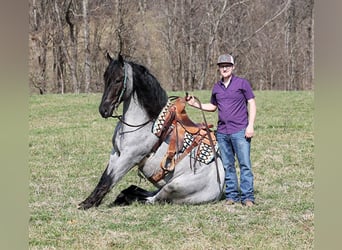 caballo de tiro, Caballo castrado, 5 años, Ruano azulado