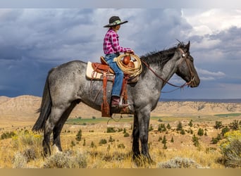 caballo de tiro Mestizo, Caballo castrado, 5 años, Ruano azulado