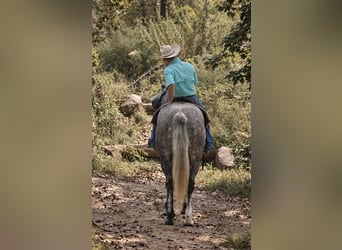 caballo de tiro Mestizo, Caballo castrado, 5 años, Tordo