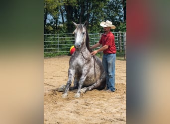 caballo de tiro Mestizo, Caballo castrado, 5 años, Tordo