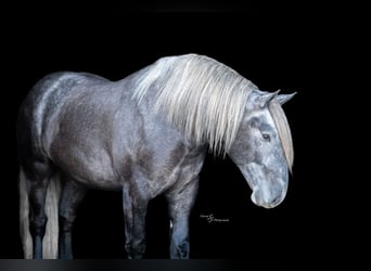 caballo de tiro Mestizo, Caballo castrado, 5 años, Tordo