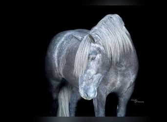 caballo de tiro Mestizo, Caballo castrado, 5 años, Tordo
