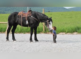 caballo de tiro Mestizo, Caballo castrado, 5 años, Tordo