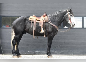 caballo de tiro Mestizo, Caballo castrado, 5 años, Tordo