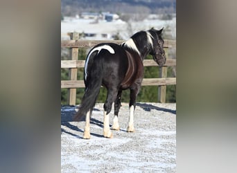 caballo de tiro Mestizo, Caballo castrado, 6 años, 135 cm