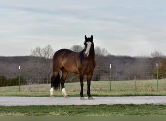 caballo de tiro, Caballo castrado, 6 años, 147 cm, Castaño rojizo