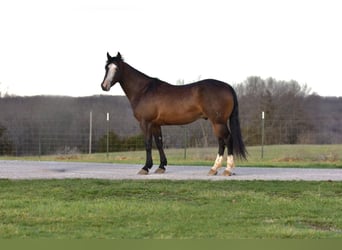 caballo de tiro, Caballo castrado, 6 años, 147 cm, Castaño rojizo