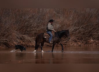 caballo de tiro, Caballo castrado, 6 años, 147 cm, Castaño rojizo