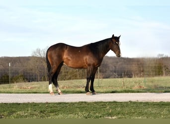 caballo de tiro, Caballo castrado, 6 años, 147 cm, Castaño rojizo