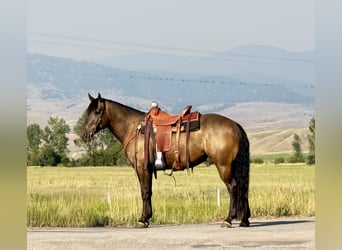 caballo de tiro Mestizo, Caballo castrado, 6 años, 150 cm, Buckskin/Bayo