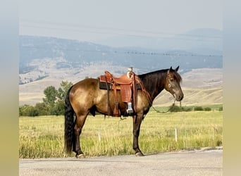 caballo de tiro Mestizo, Caballo castrado, 6 años, 150 cm, Buckskin/Bayo