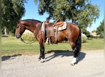 caballo de tiro Mestizo, Caballo castrado, 6 años, 150 cm, Castaño rojizo