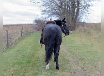 caballo de tiro Mestizo, Caballo castrado, 6 años, 150 cm, Negro