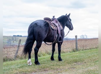 caballo de tiro Mestizo, Caballo castrado, 6 años, 150 cm, Negro