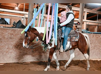 caballo de tiro Mestizo, Caballo castrado, 6 años, 150 cm, Pío