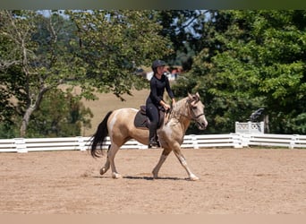 caballo de tiro Mestizo, Caballo castrado, 6 años, 152 cm, Pío